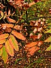print_067.jpg (121&nbsp;KB)