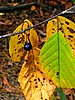 print_072.jpg (83&nbsp;KB)