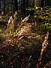 print_078.jpg (121&nbsp;KB)