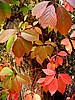 print_085.jpg (108&nbsp;KB)
