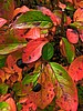 print_095.jpg (82&nbsp;KB)