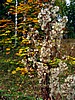 print_103.jpg (106&nbsp;KB)
