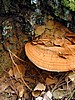 print_127.jpg (112&nbsp;KB)
