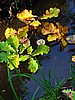 print_138.jpg (84&nbsp;KB)