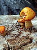 print_144.jpg (92&nbsp;KB)
