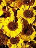 print_145.jpg (108&nbsp;KB)