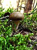 foto_003.jpg (92&nbsp;KB)