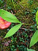 foto_004.jpg (133&nbsp;KB)