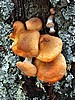 foto_007.jpg (113&nbsp;KB)