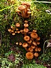 foto_012.jpg (128&nbsp;KB)