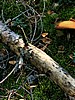 foto_015.jpg (116&nbsp;KB)