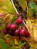 foto_030.jpg (77&nbsp;KB)