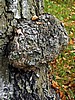foto_032.jpg (125&nbsp;KB)