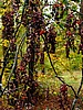 foto_036.jpg (126&nbsp;KB)