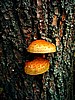 foto_050.jpg (107&nbsp;KB)