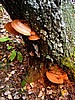 foto_055.jpg (120&nbsp;KB)