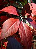 foto_057.jpg (72&nbsp;KB)