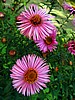 foto_058.jpg (83&nbsp;KB)