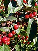 foto_060.jpg (93&nbsp;KB)