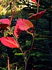 foto_063.jpg (70&nbsp;KB)