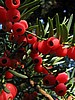 foto_106.JPG (68&nbsp;KB)