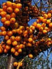 foto_108.jpg (80&nbsp;KB)