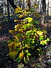 foto_116.jpg (120&nbsp;KB)