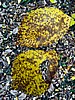 foto_125.jpg (108&nbsp;KB)