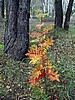 foto_139.jpg (131&nbsp;KB)