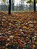 foto_142.jpg (127&nbsp;KB)