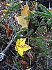 foto_145.jpg (117&nbsp;KB)