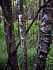 foto_151.jpg (124&nbsp;KB)