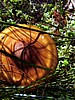 foto_156.jpg (90&nbsp;KB)