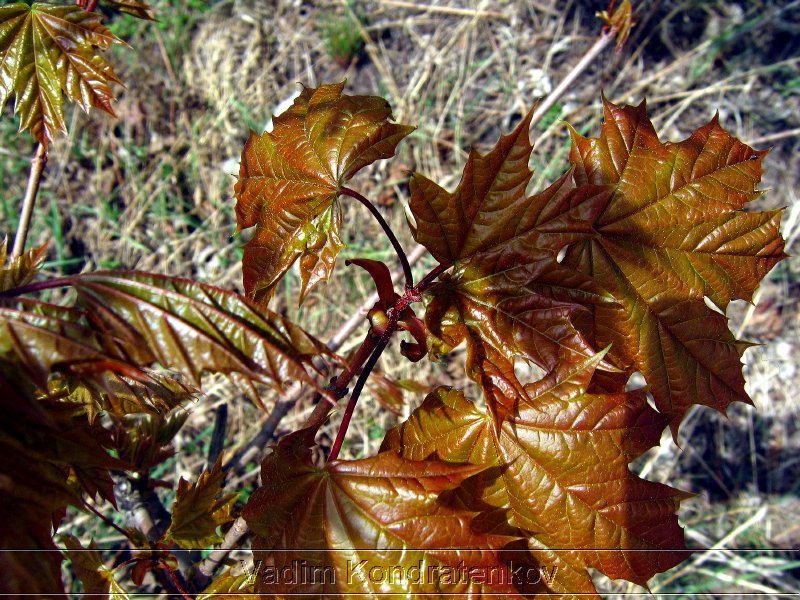 photo_179.jpg