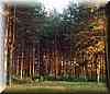 forest020.jpg (24 KB)