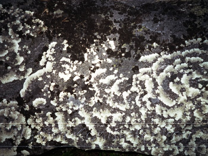 stone_lace