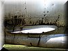 mig17_041.jpg (74 KB)