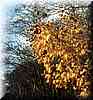 photo947.jpg (26 KB)
