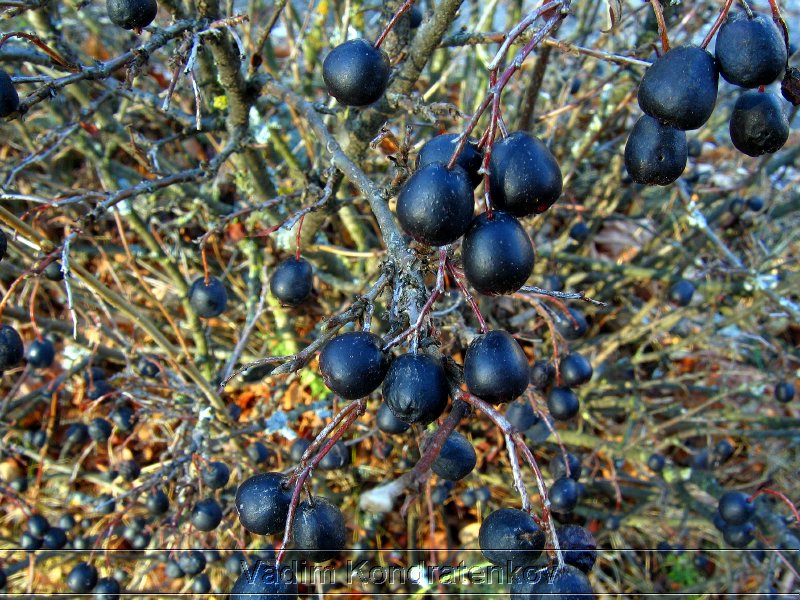 nature_184.jpg