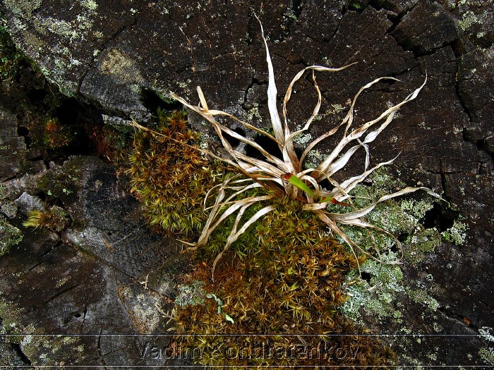 forest_011.jpg