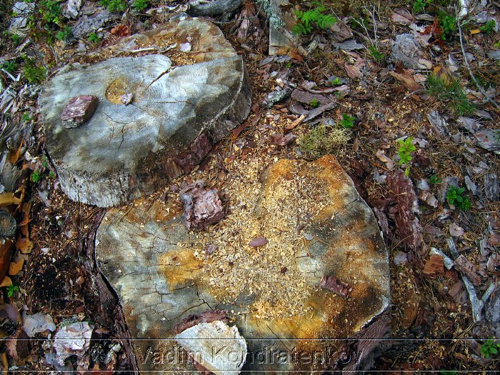 forest_014.jpg