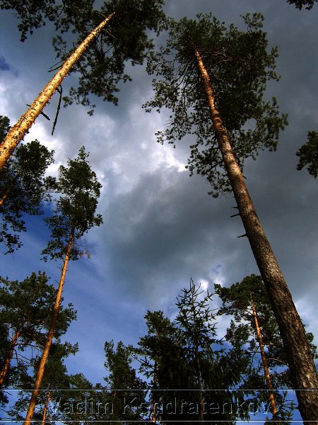 forest_195.jpg