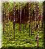 forest036.jpg (28 KB)