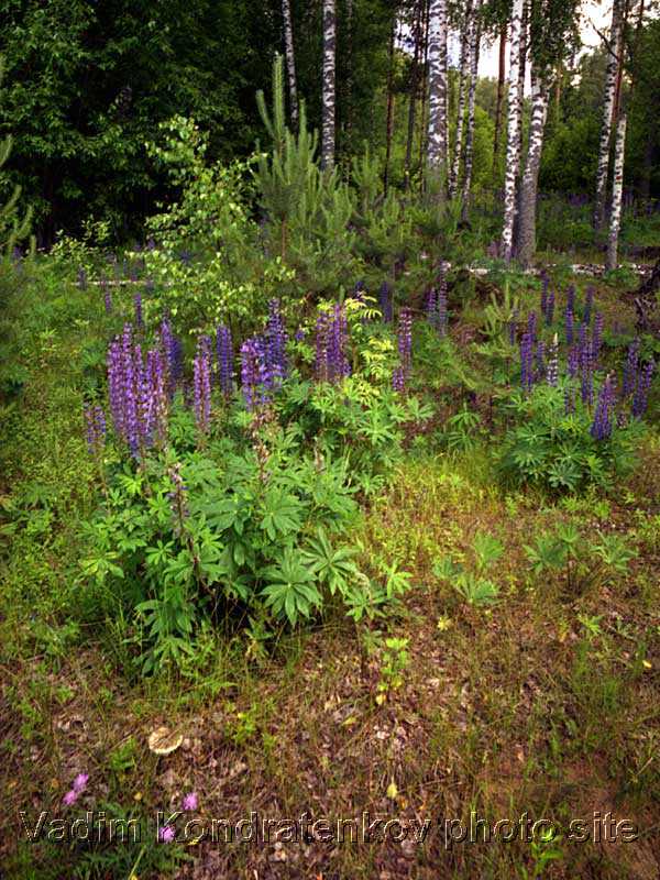 glade_and_birch.jpg
