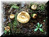 mushroom-3.jpg